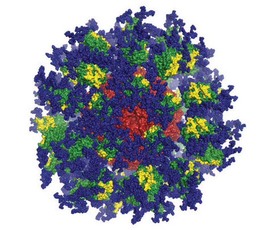 Computer image of the eOD-GT8 immune-stimulating protein. Image courtesy of Joseph Jardine, Sergey Menis, and William Schief of Scripps Research and IAVI.