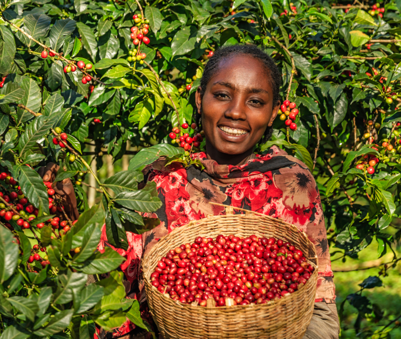 Two Women Picking Coffee