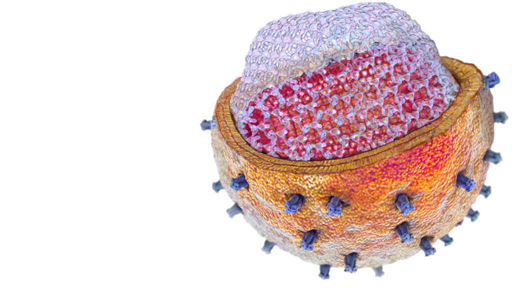 A cross section of HIV
