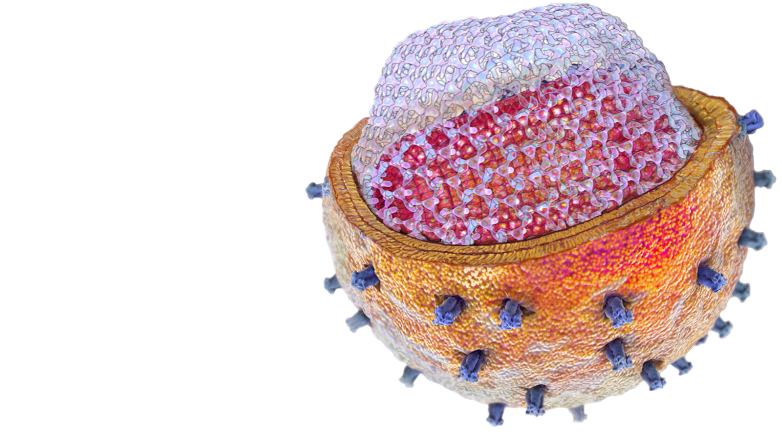 A cross section of HIV