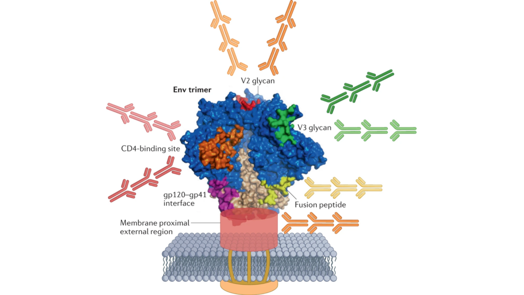 HIV envelope trimer