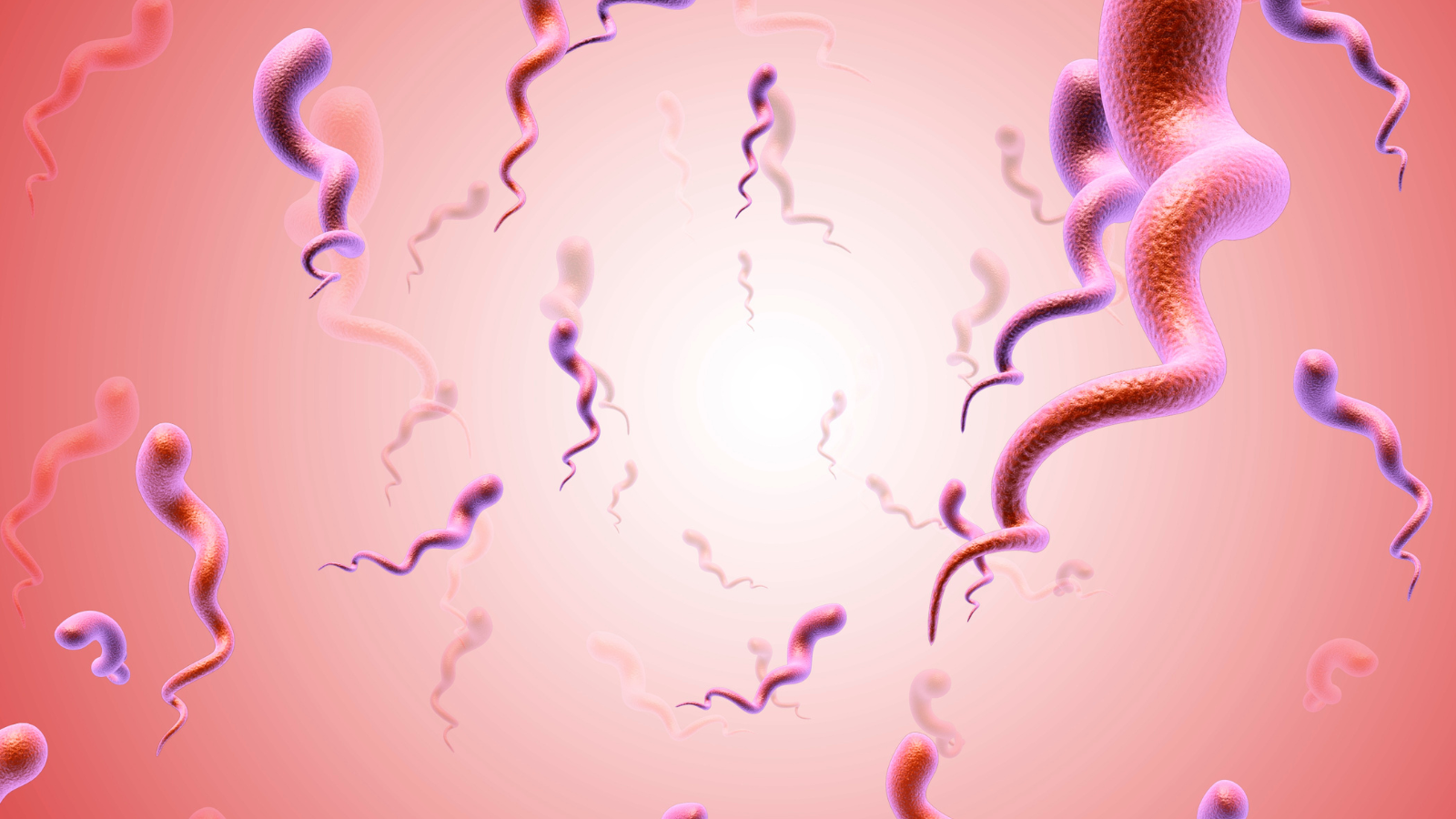 Syphilis bacteria illustration