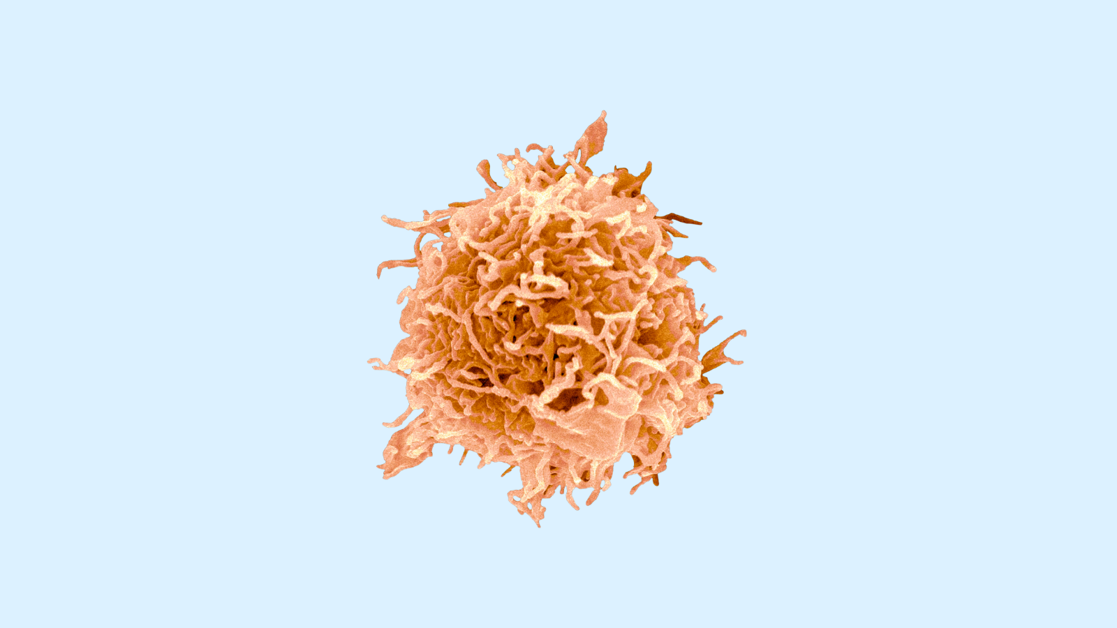 Image of B Cell