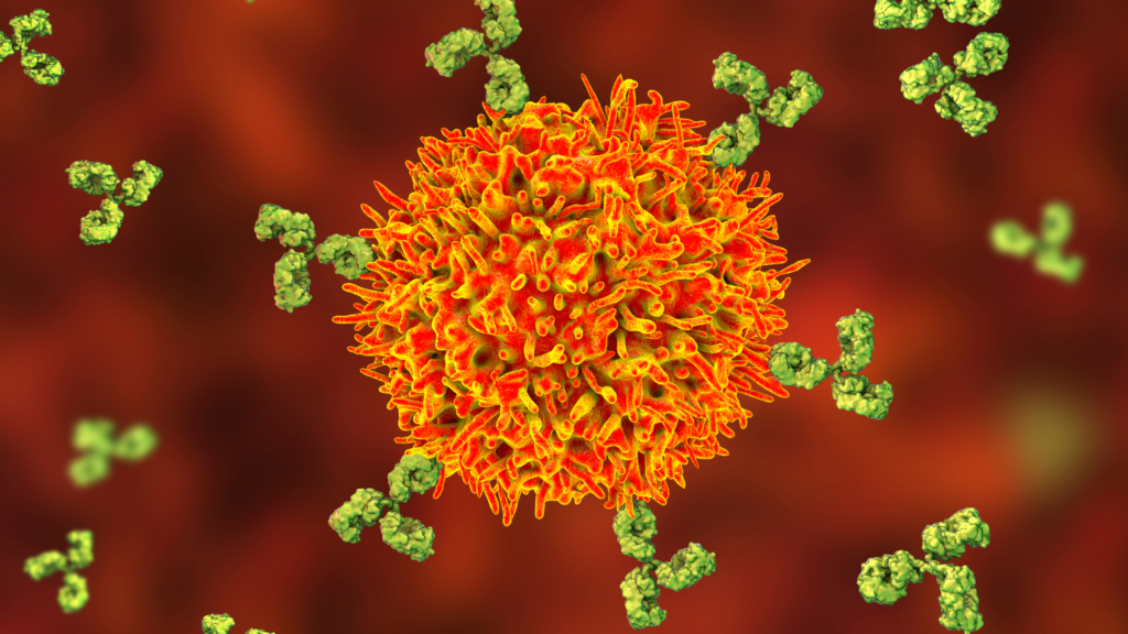 B cell and antibodies, illustration.
