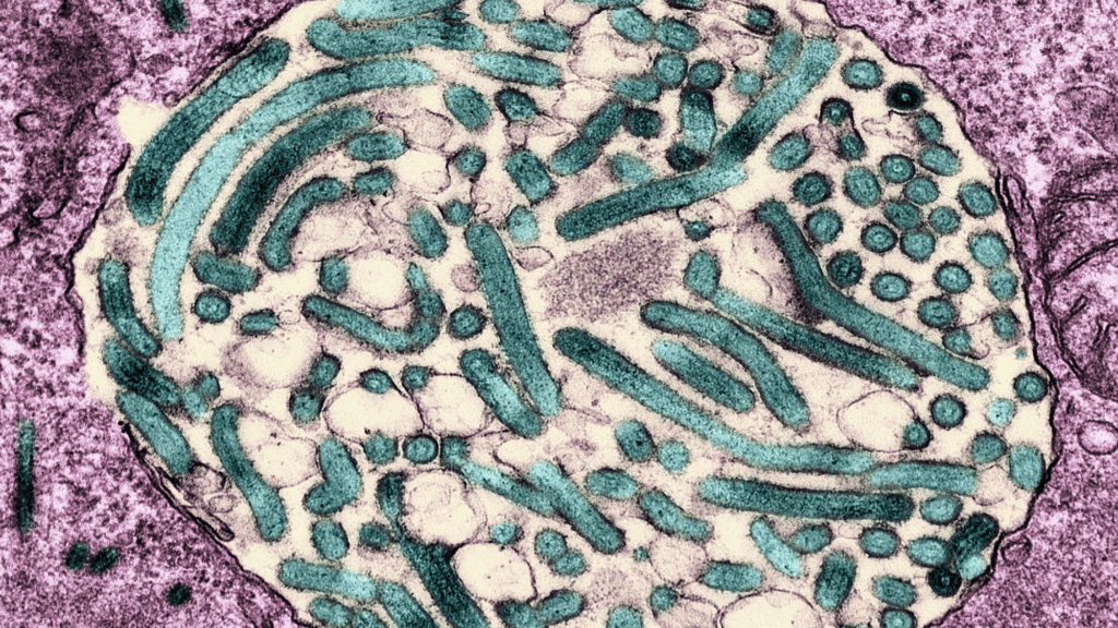 Colorized transmission electron micrograph of mature Marburg virus particles (teal) within a cytoplasmic vacuole (center area; tan) in an infected VERO E6 cell. Credit: NIAID