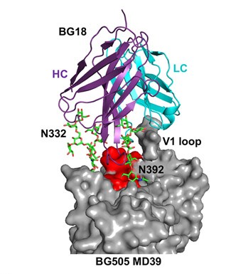 Cartoon of antibody BG18 bound to the BG505 HIV Env trimer