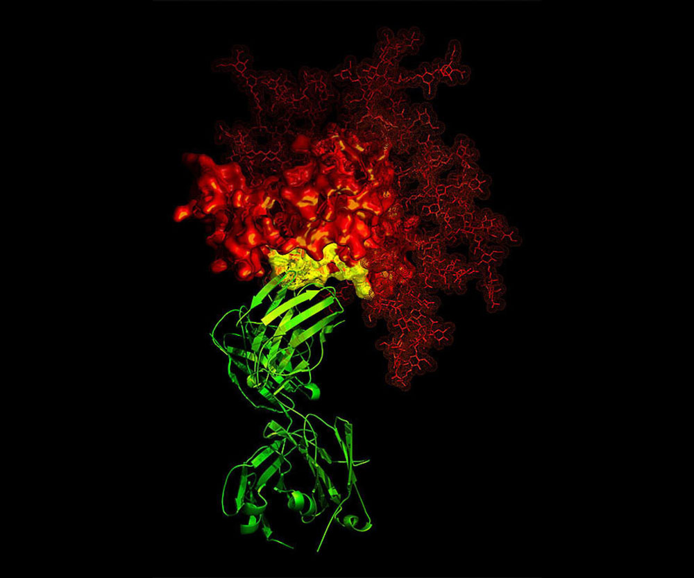 iavi serum manufacture hiv antibodies