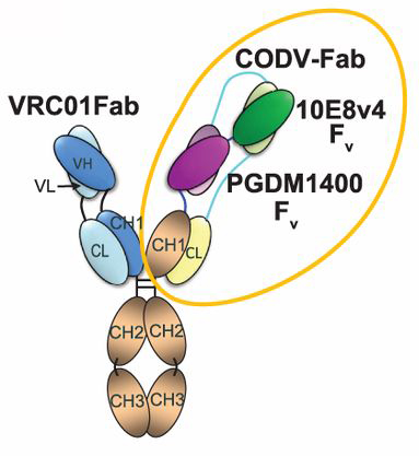 Configuration of the trispecific antibody