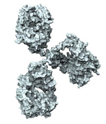 Antibody bluegreen