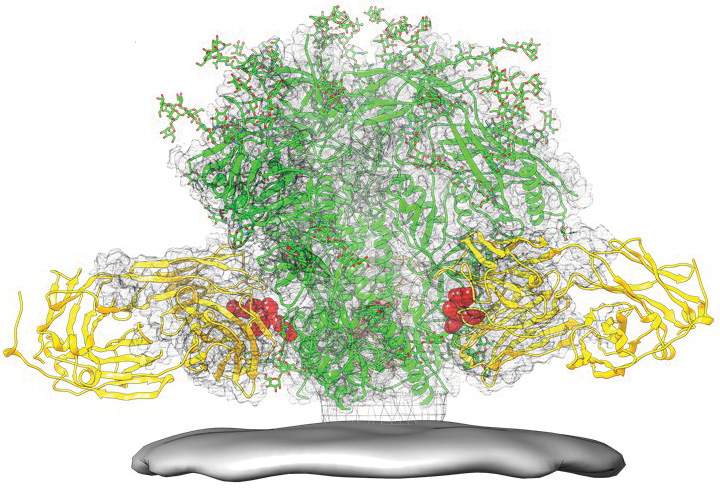 HIV fusion peptide