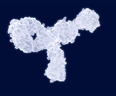 Antibody molecule