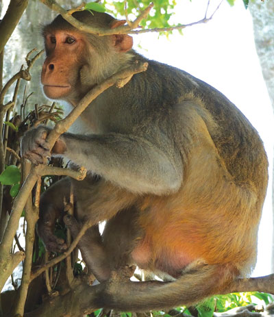 1992 rhesus macaque