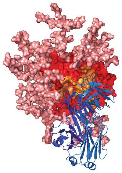 1994 b12 structure