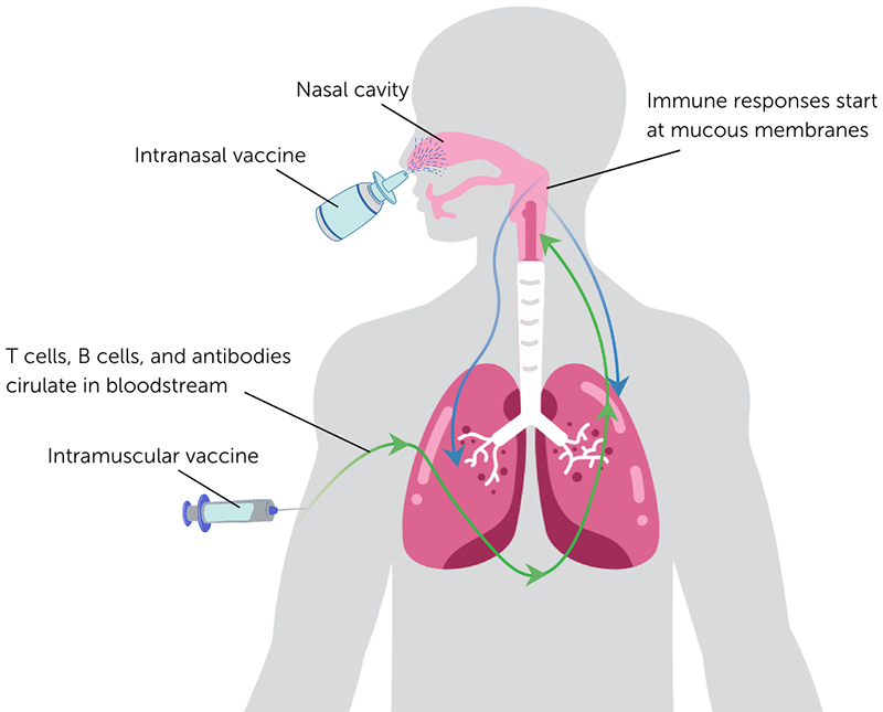 Intranasal vaccine graphic IAVI Report