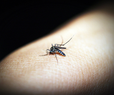 Malaria mosquito on human arm