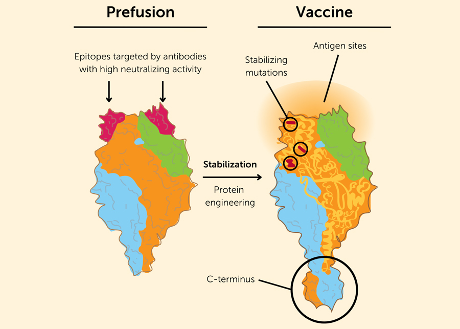 RSV prefusion Vaccine