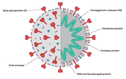 covid virus anatomy