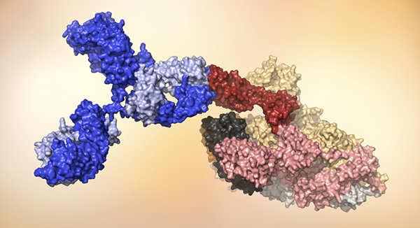 sars cov 2 antibody