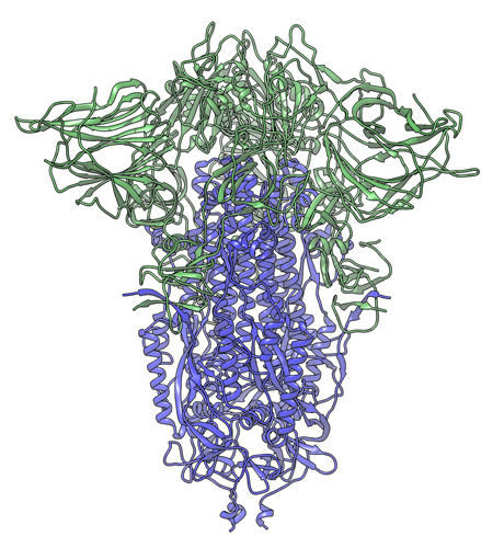 sars cov 2 spike protein