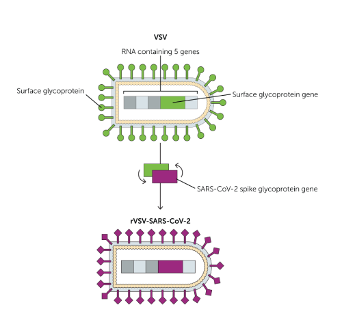 SARS CoV 2 VSV construct