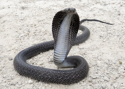 SRPNTS snakebite spectacled cobra